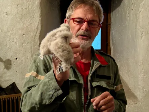 Beringung Turmfalken