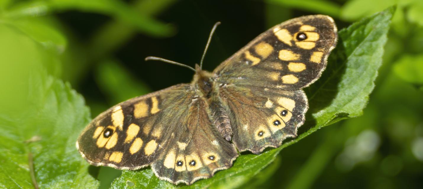 Schnmetterling